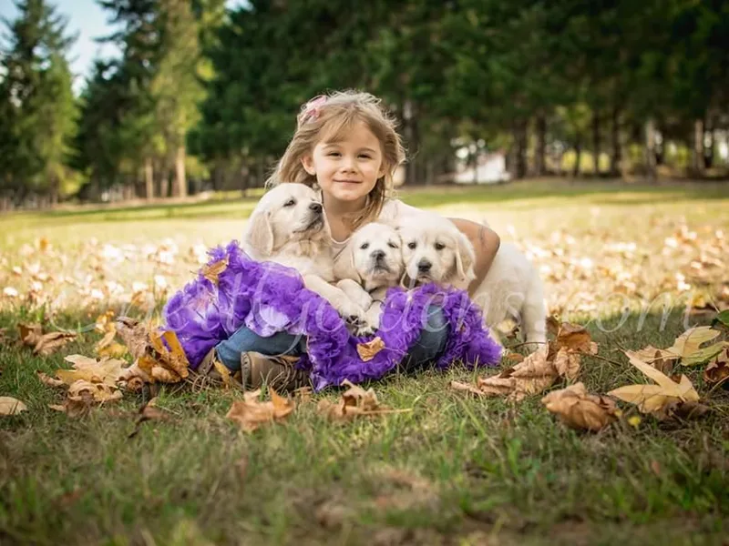Ebert Golden Retrievers &amp; Pugs