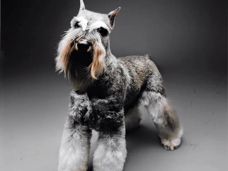 Ebonheir Miniature Schnauzers