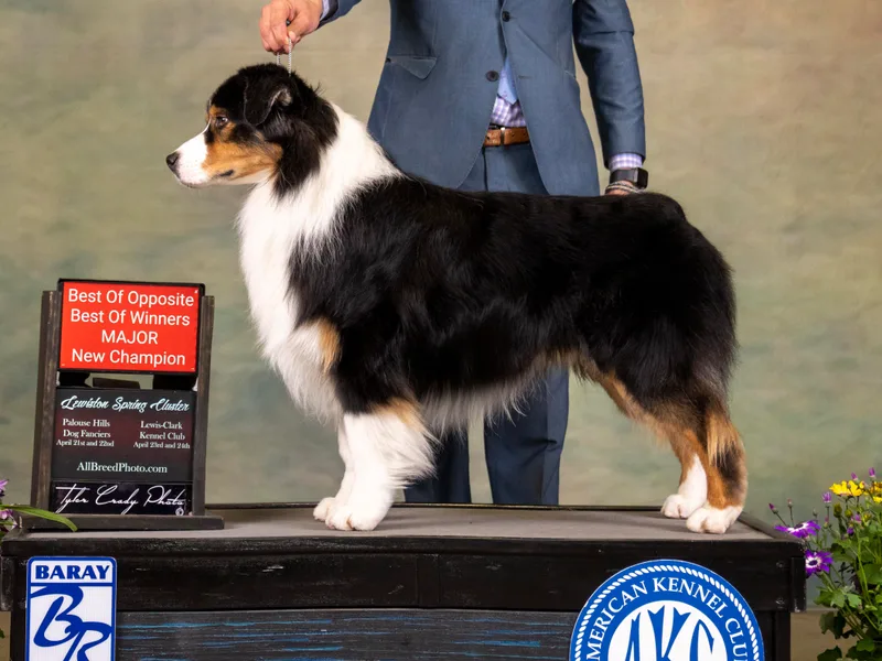 Echelon Australian Shepherds