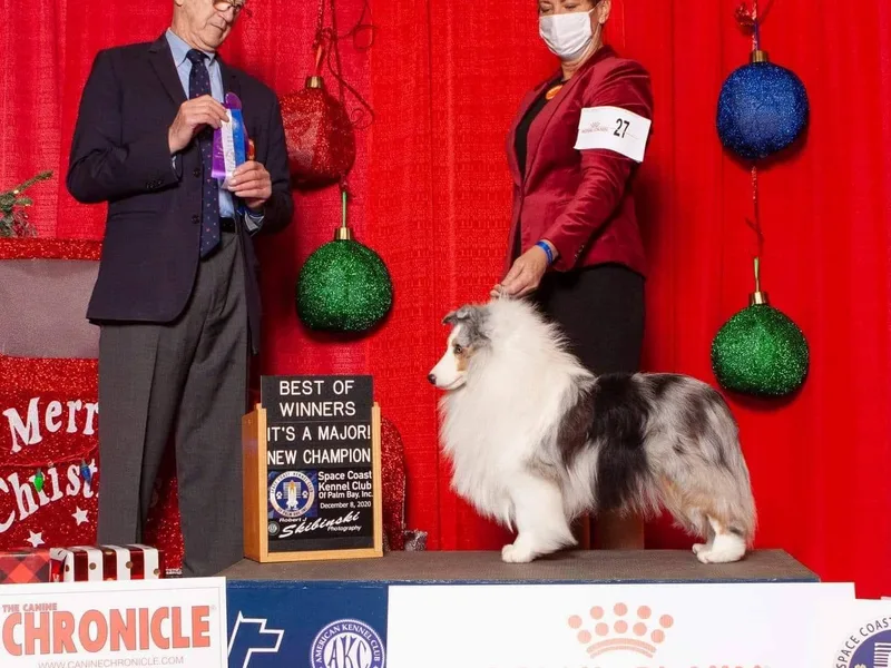 Echo Hill Shelties photo 1
