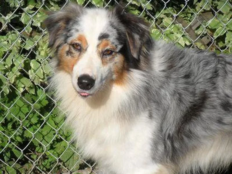 Echo Lake Australian Shepherds photo 1