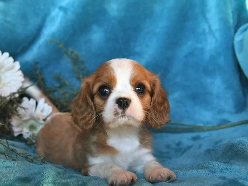 Echo Valley Cavaliers