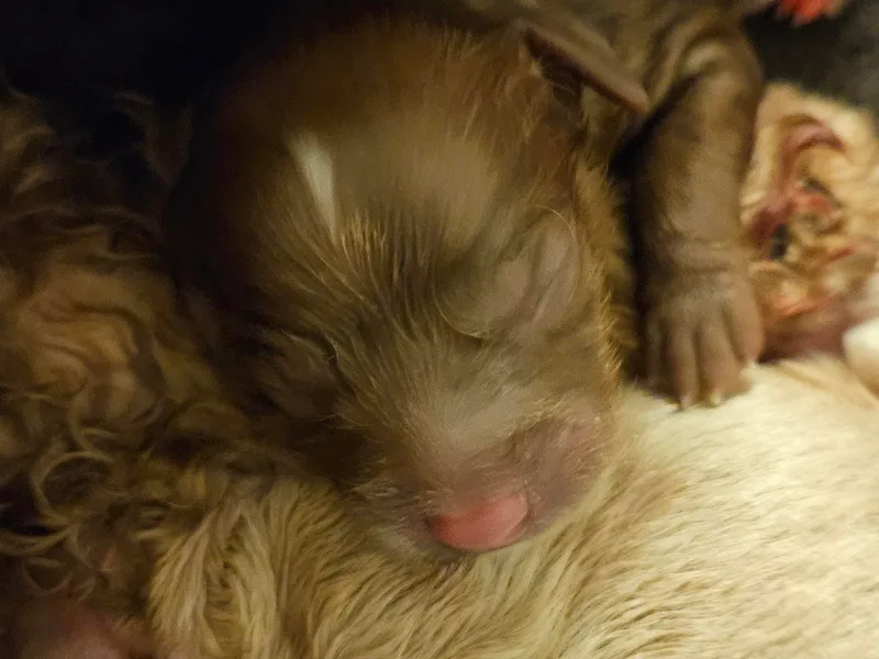 Echo Valley Cavapoos