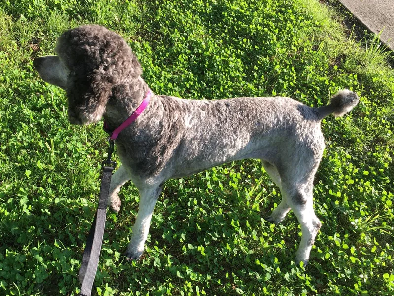 Echo Valley Poodles &amp; Doodles