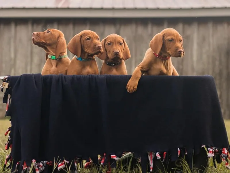 Echo Vizslas