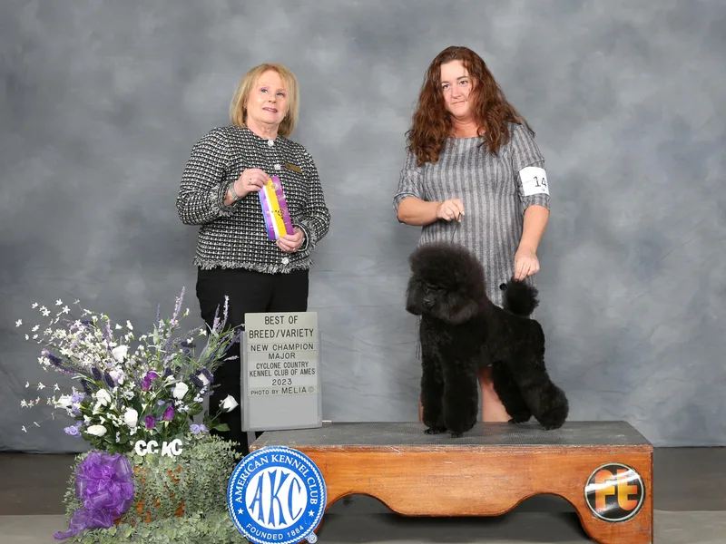 Echocreek Miniature Poodles