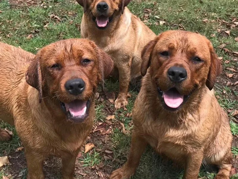 Echoing Pines Labradors