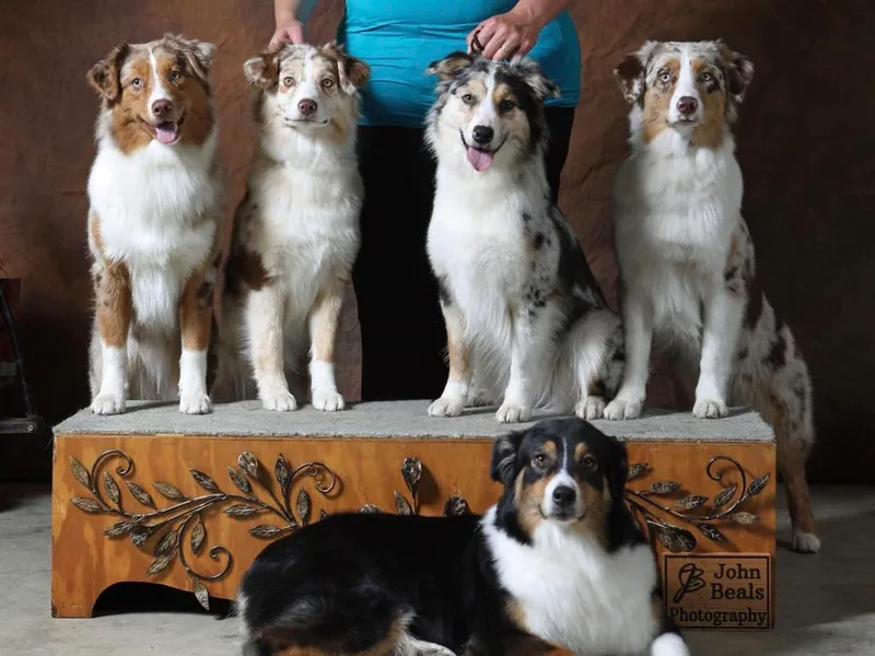 Echolight Australian Shepherds