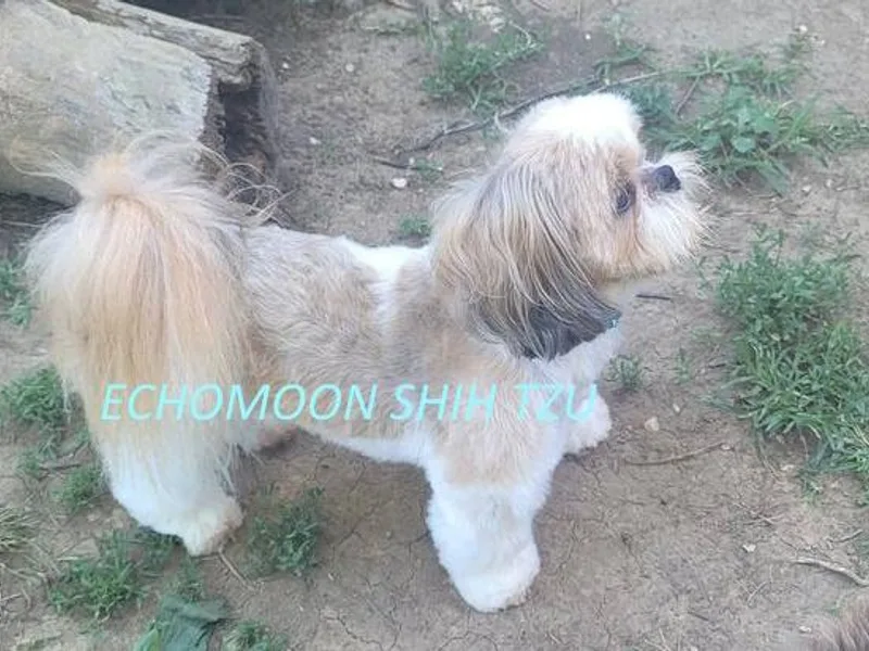 Echomoon Shih Tzu