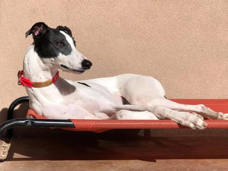 Eclectic Greyhounds photo 1