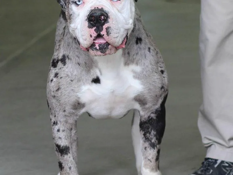 Eclipse Alapaha Kennels