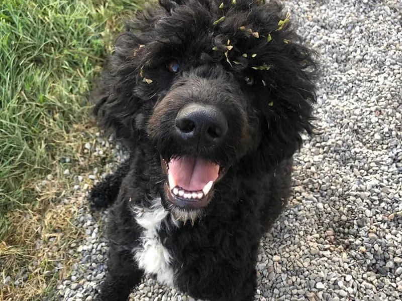 ECLIPSE PORTUGUESE WATER DOGS