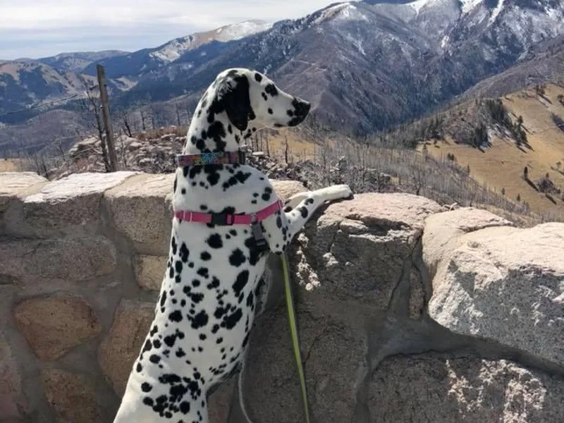 ECMO Farm Dalmatians &amp; Labrador Retrievers