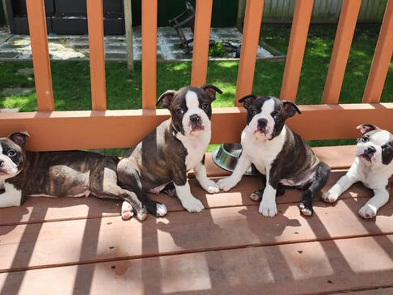 Eddi Graham Boston Terriers