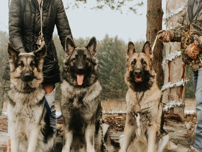 Edelweiss Shiloh Shepherds