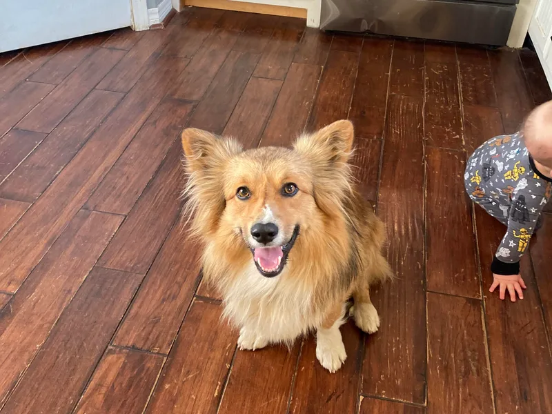 Eden Farms Corgis