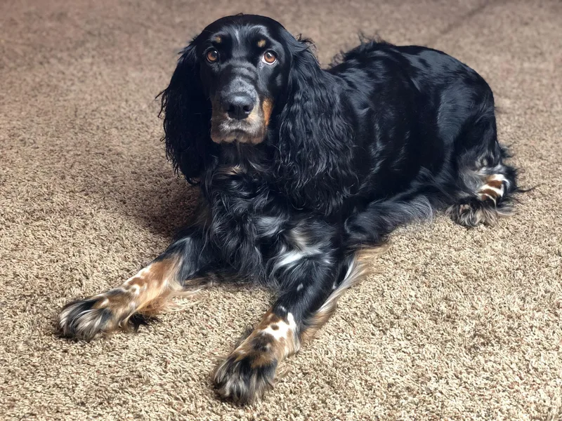 Eden Springer Spaniels