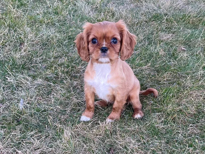 Edens Edge Cavaliers