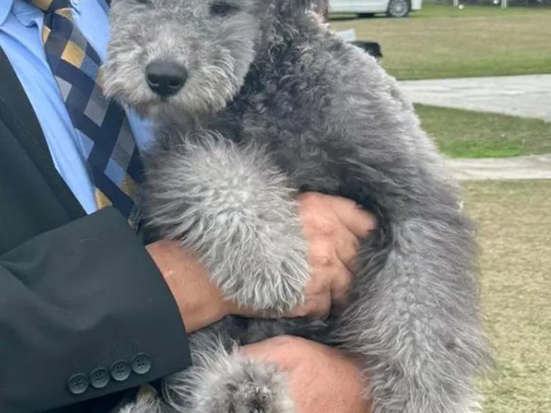 Ederra (Kuvasz and Pumi) photo 1