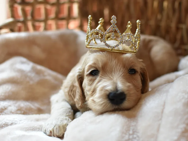 Edge Farm Goldendoodles