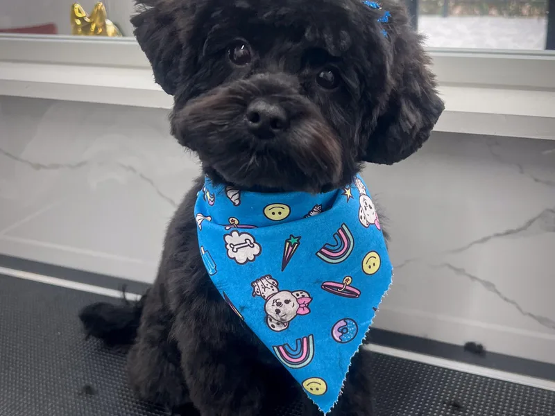 Edgewater Doodles &amp; Designer Pups