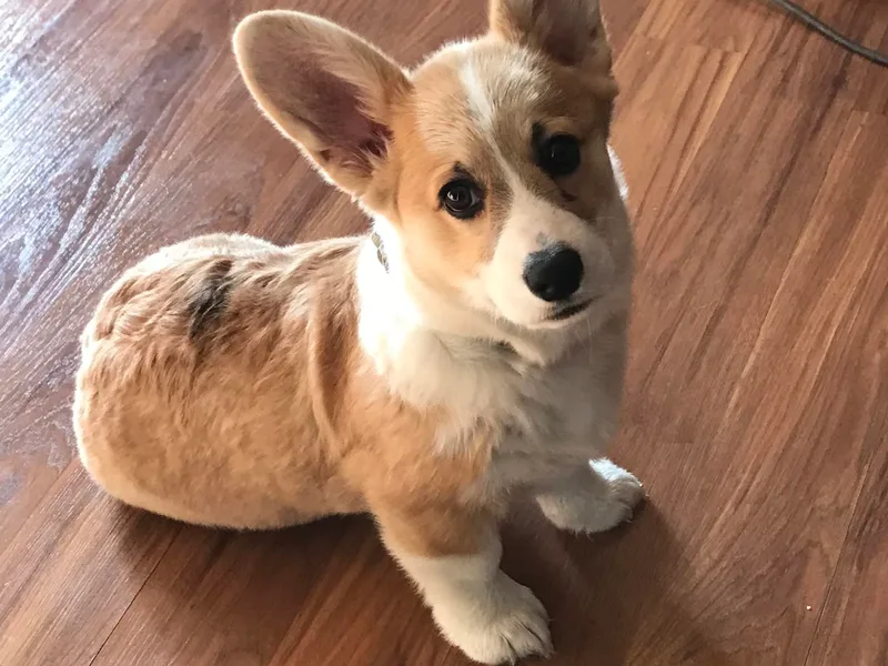 Edgewood Farm and Kennel