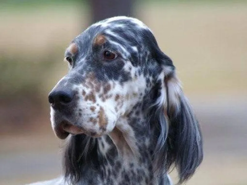 Editions English Setters