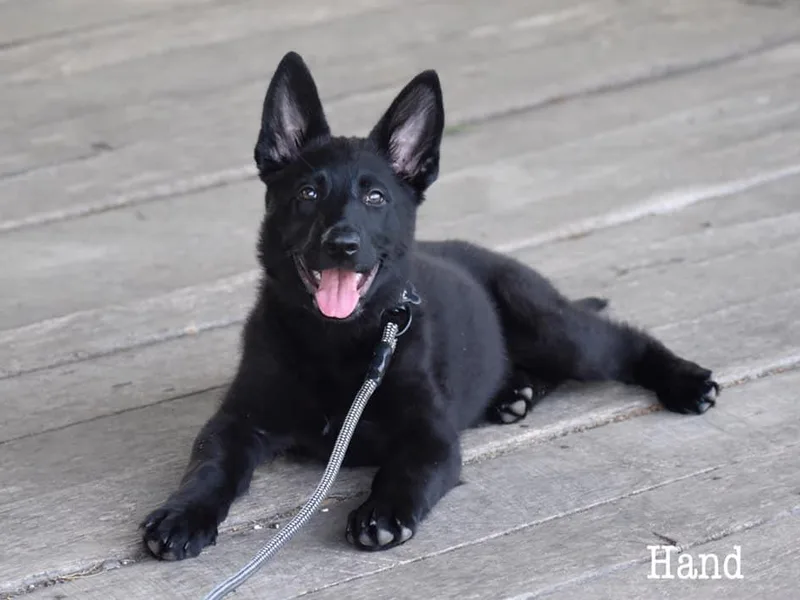 Edle Stärke German Shepherds