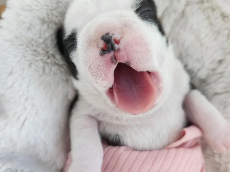 Edna's Homegrown Bullies