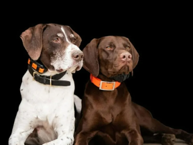 Edonja German Shorthaired Pointers