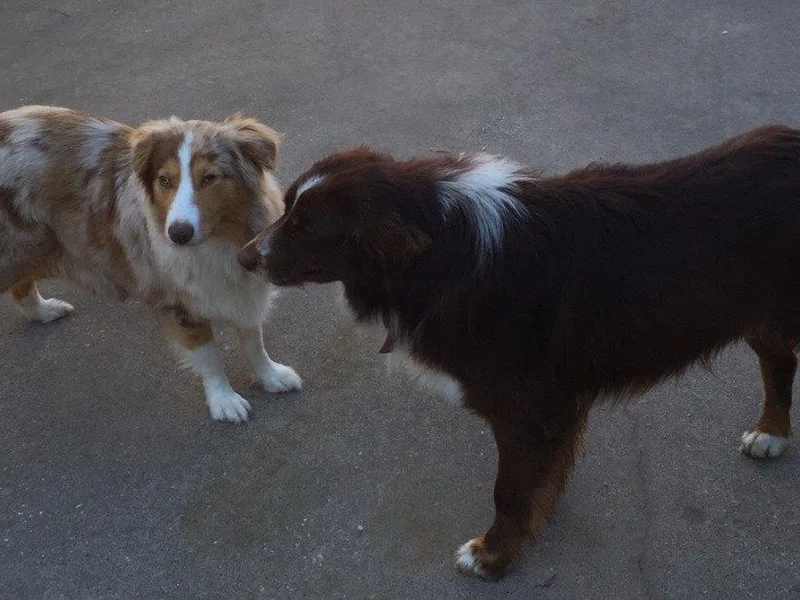 Edwards Australian Shepherd photo 1