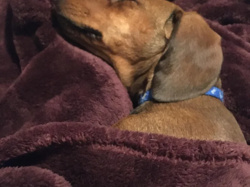 Edwards’ Dachshunds