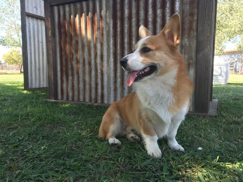 Edwards Livestock &amp; Corgis