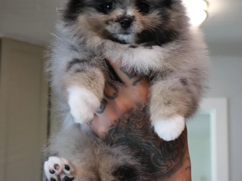 Eelan’s Poms