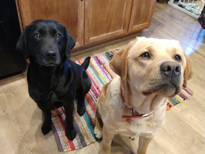 Eelkema's Labradors at CrossView Ranch