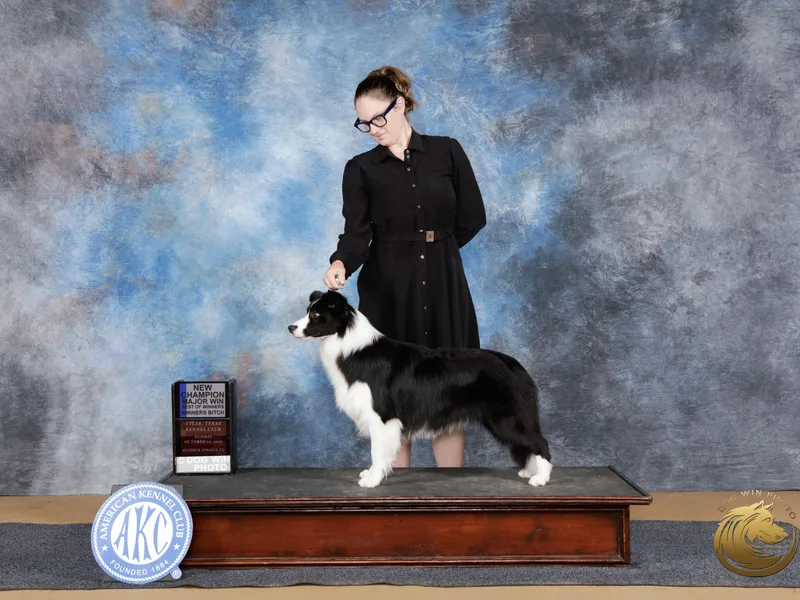 Effervescent Border Collies