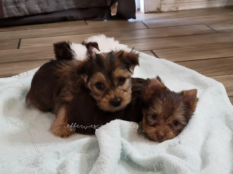 Effervescent-Pooches