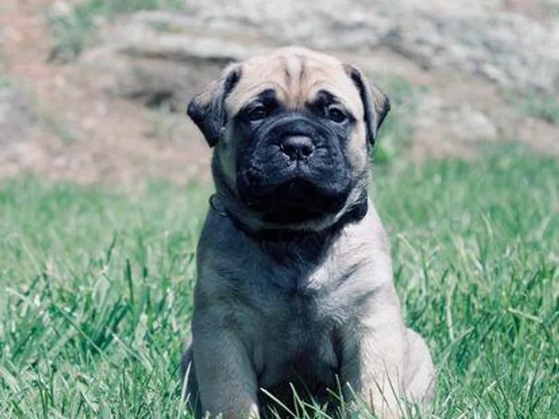 Eggelhoefer K9s photo 1