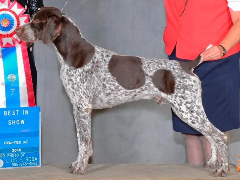 Ehrenvogel and Bessdach Kennels