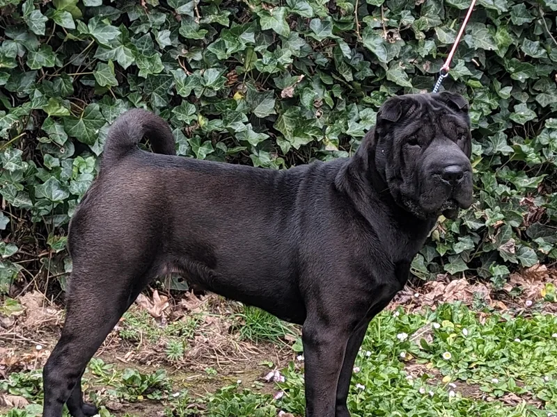 Eihpos Shar-Pei