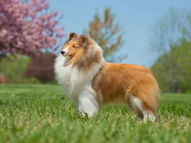 Eileen Lanser's Shetland Sheepdogs