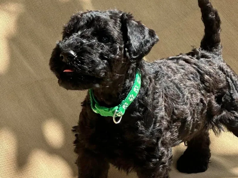 Eirebear Kerry Blue Terriers