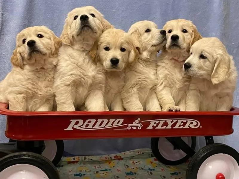 Eirlys (Snowdrop) Retrievers