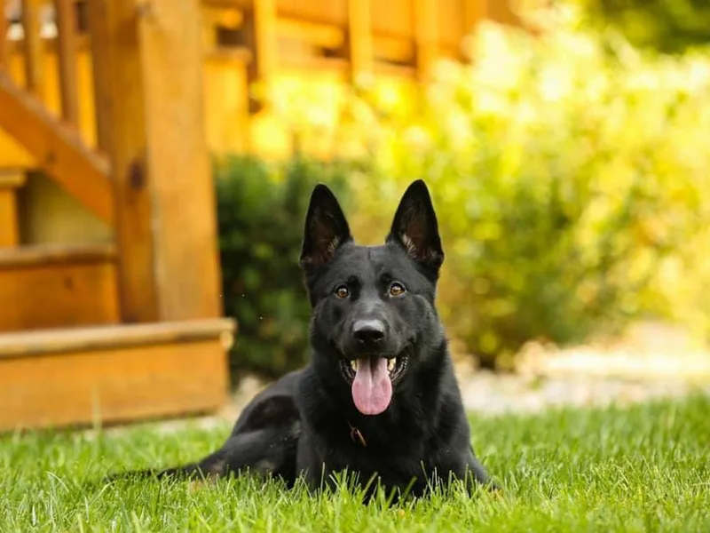 Eiserner Krieger German Shepherds