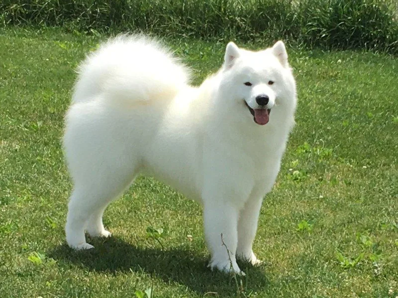 Ej Samoyeds