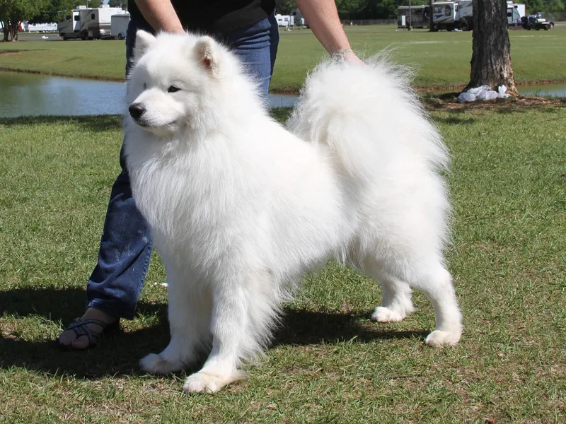 EL-AL Samoyeds