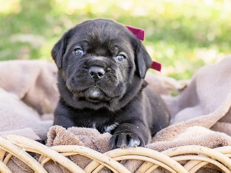 El Dorado Cane Corso