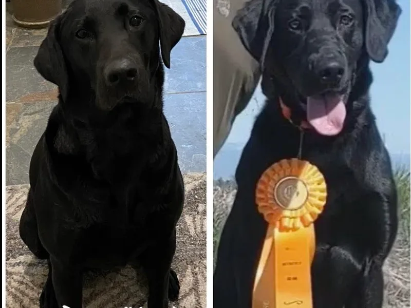 El Dorado Labradors