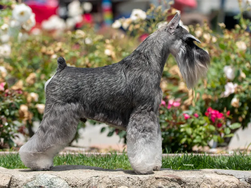El Dorado Miniature Schnauzers