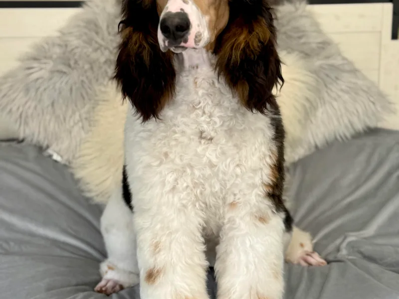 El Silencio Standard Poodles